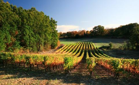 Vignes du Lot